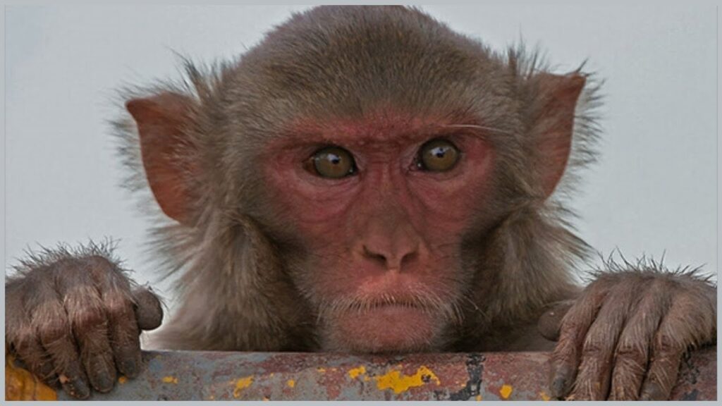 Beijing Vet Dies Of Monkey B Virus, Which Has 70–80 Percent Fatality ...