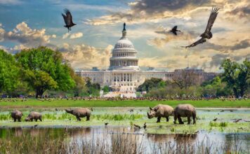 Washington DC Swamp