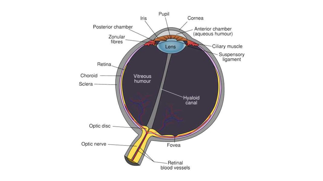 Anatomy of a Human Eye