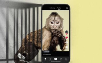Social Media Glamorizes Monkey Ownership—Then It Turns Bad