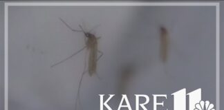 Avoiding mosquito-borne illnesses