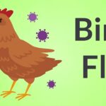 Bird Flu(Avian Influenza), Causes, Signs and Symptoms, Diagnosis and Treatment.