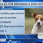 CDC announces new rules for bringing a dog into the US