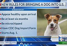 CDC announces new rules for bringing a dog into the US