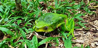 Giant Monkey Frog AKA Kambô