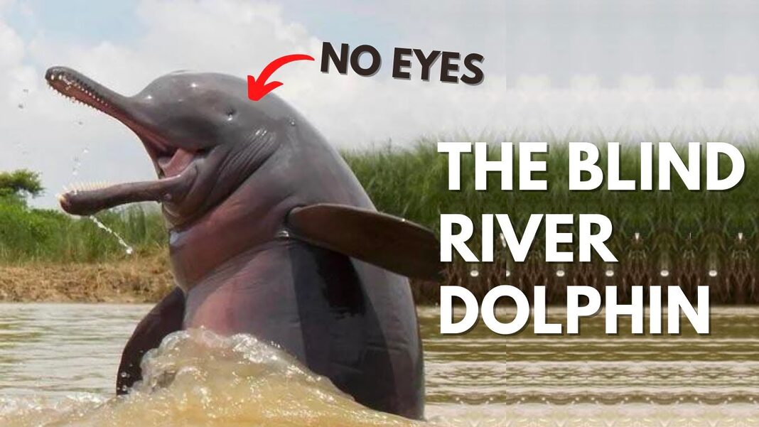 Meet the Blind South Asian River Dolphins