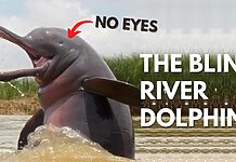 Meet the Blind South Asian River Dolphins