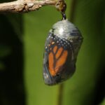 Monarch butterfly emerging time lapse