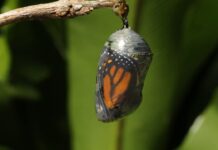 Monarch butterfly emerging time lapse