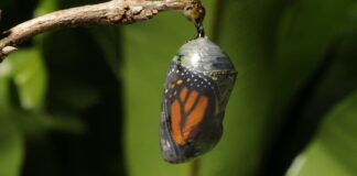 Monarch butterfly emerging time lapse