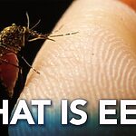 What is Eastern Equine Encephalitis (EEE)?