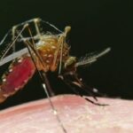 Can mosquitoes spread coronavirus (COVID-19)?