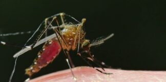 Can mosquitoes spread coronavirus (COVID-19)?