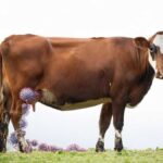 H5N1 Influenza May Be Spreading Through Cows via Milking Rather Than Air