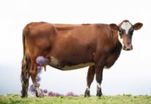 H5N1 Influenza May Be Spreading Through Cows via Milking Rather Than Air