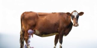 H5N1 Influenza May Be Spreading Through Cows via Milking Rather Than Air