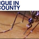 'Cluster' of dengue cases reported in Baldwin Park