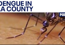 'Cluster' of dengue cases reported in Baldwin Park