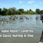 Haitians Goose-Hunting In Springfield Ohio - Police Audio & Report