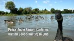 Haitians Goose-Hunting In Springfield Ohio - Police Audio & Report