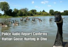 Haitians Goose-Hunting In Springfield Ohio - Police Audio & Report