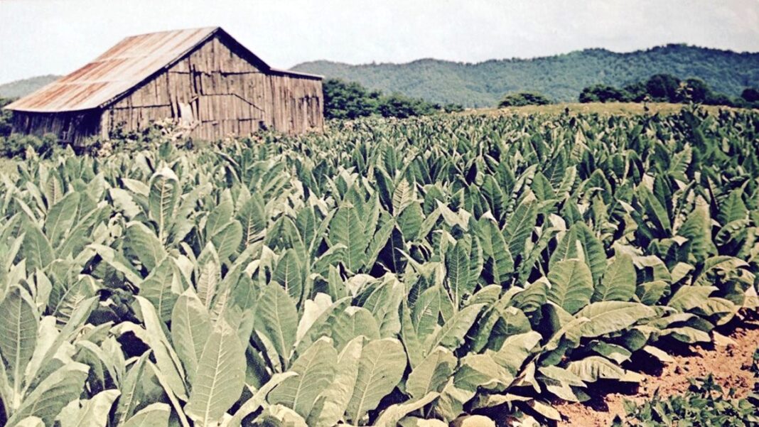 Tobacco Farm In Kentucky Post Card