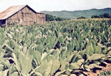 Tobacco Farm In Kentucky Post Card