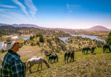 William Simpson watches over a herd of wild horses.