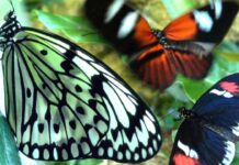 Butterflies Flying in Slow Motion HD - Houston Butterfly Museum